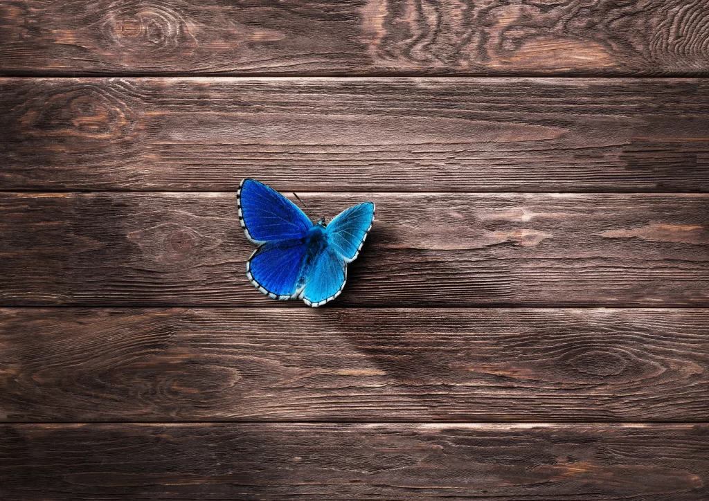 butterfly blue wood texture rustic natural