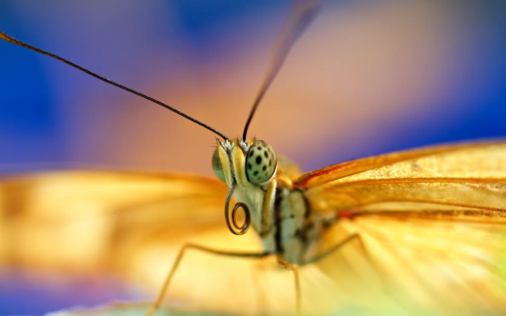 butterfly close-up vibrant colors detailed wings
