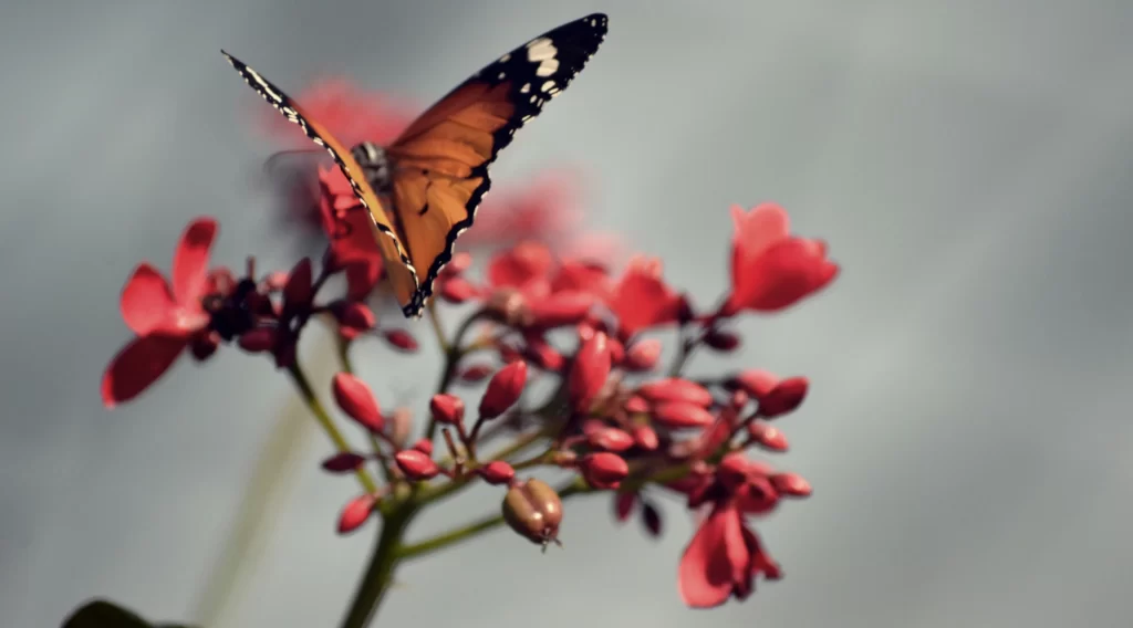 butterfly flower red petals nature