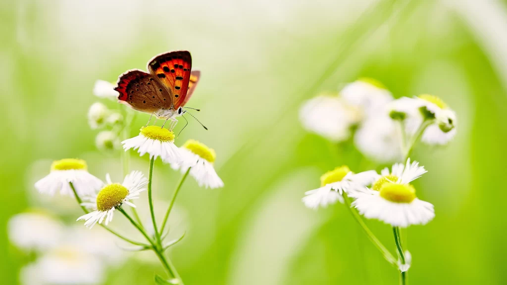 Butterfly Flowers Green Grass White Petals Yellow Center