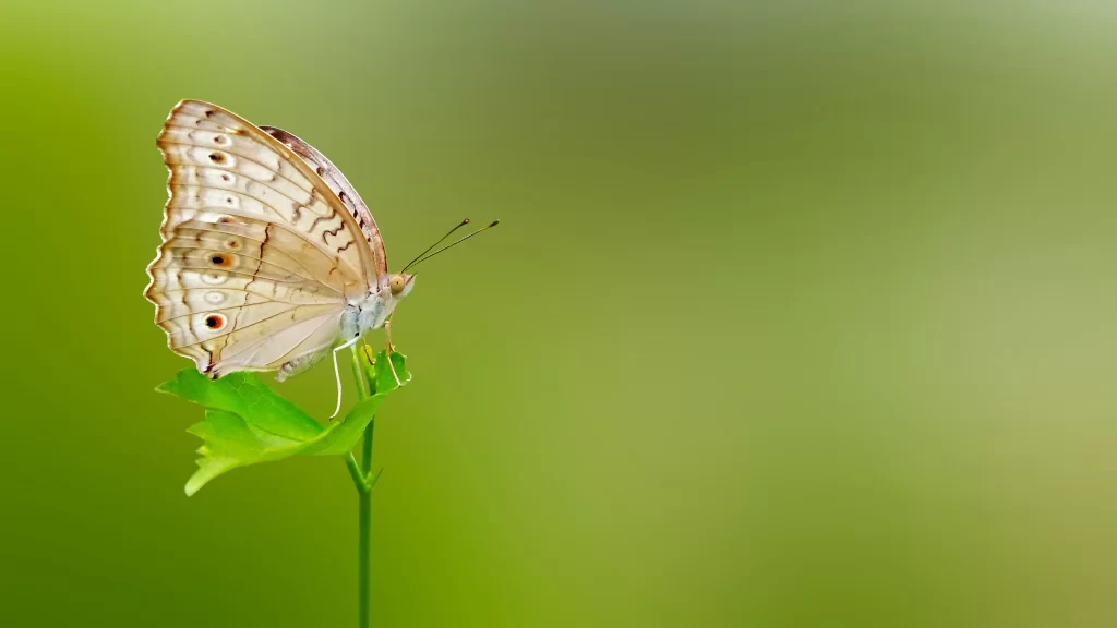 Butterfly Green Leaf Nature Beauty Tranquility