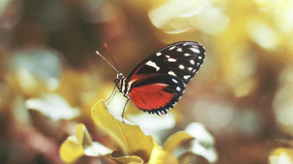 Butterfly Red Black White Spots Nature