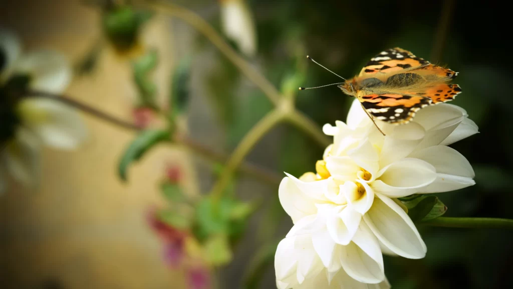 Butterfly White Flower Nature Garden Sunlight