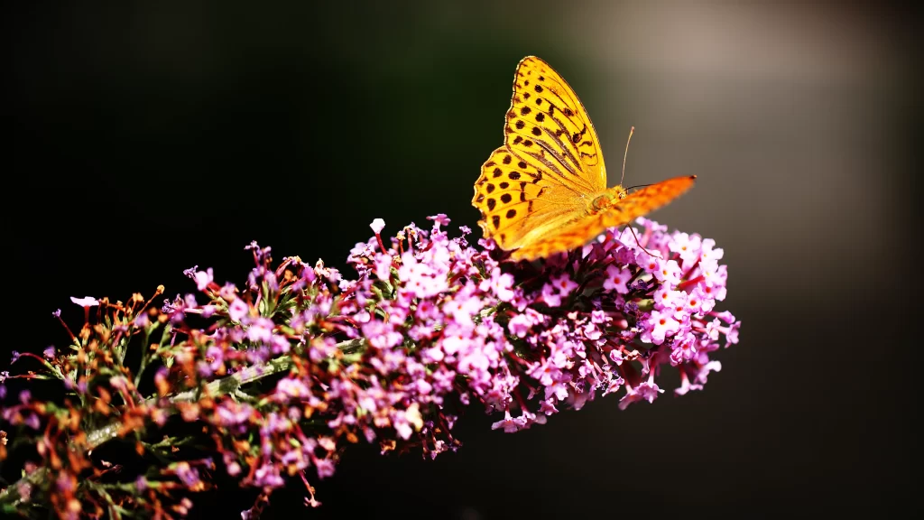 Butterfly Yellow Black Spots Purple Flowers Nature