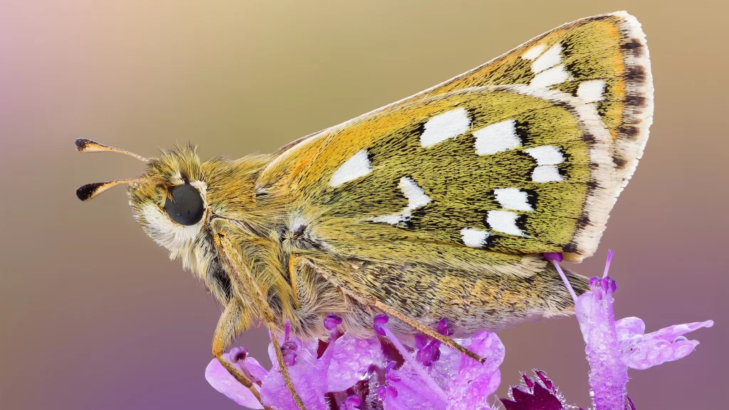 Butterfly Yellow White Spots Purple Flower Dewdrops