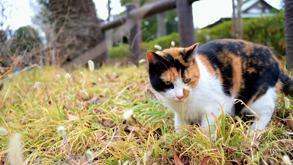 Calico Cat Green Eyes Grass Field Nature