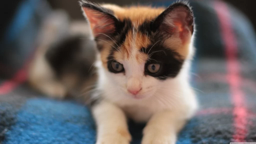 Calico Kitten Blue Blanket Pink Lines
