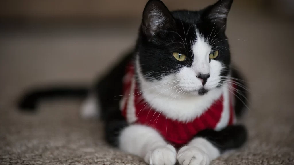 Cat Black and White Fur Red Collar Carpet