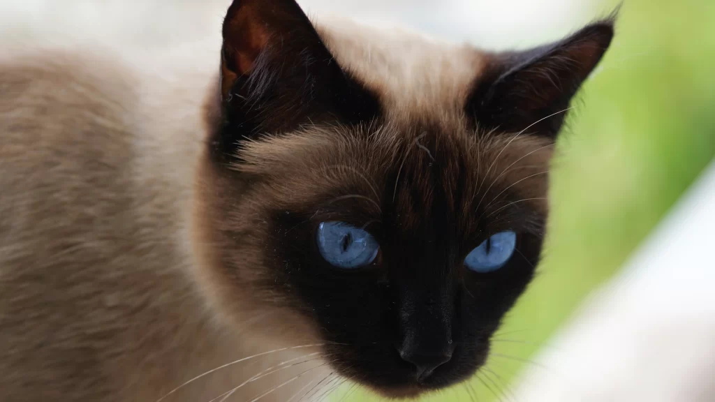 Cat Blue Eyes Fur Ears