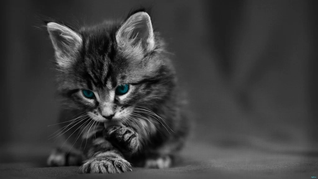 Cat Eyes Fur Black and White