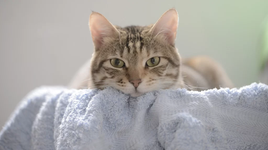 Cat Eyes Fur Blanket Soft