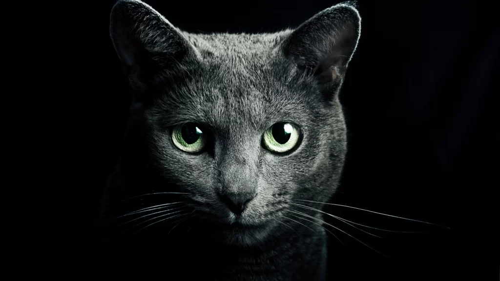 Cat Eyes Green Fur Dark Background