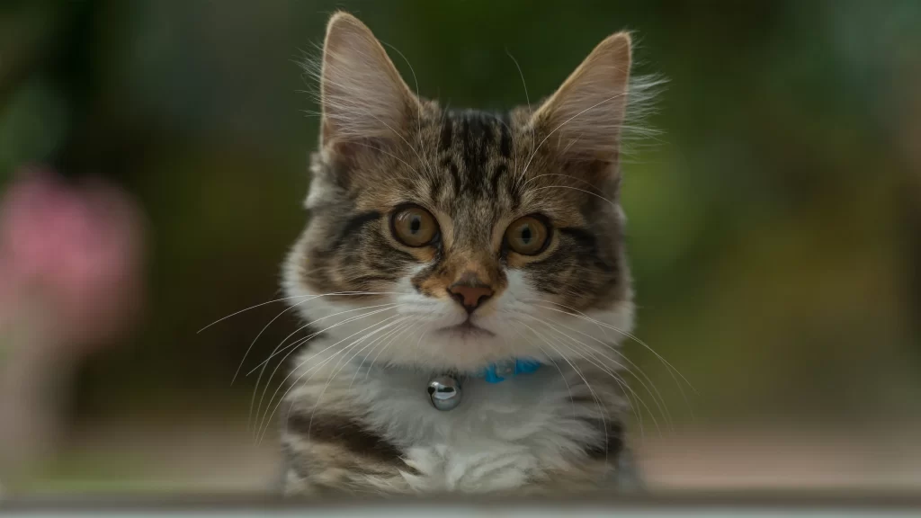 Cat Eyes Whiskers Collar Bell