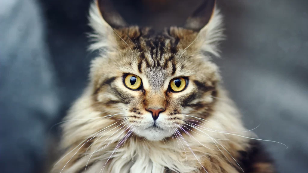 Cat Fur Eyes Whiskers Expression