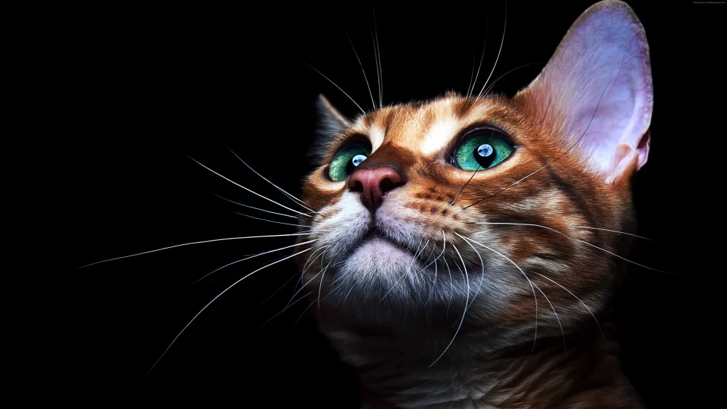 cat green eyes orange fur whiskers alert dark background