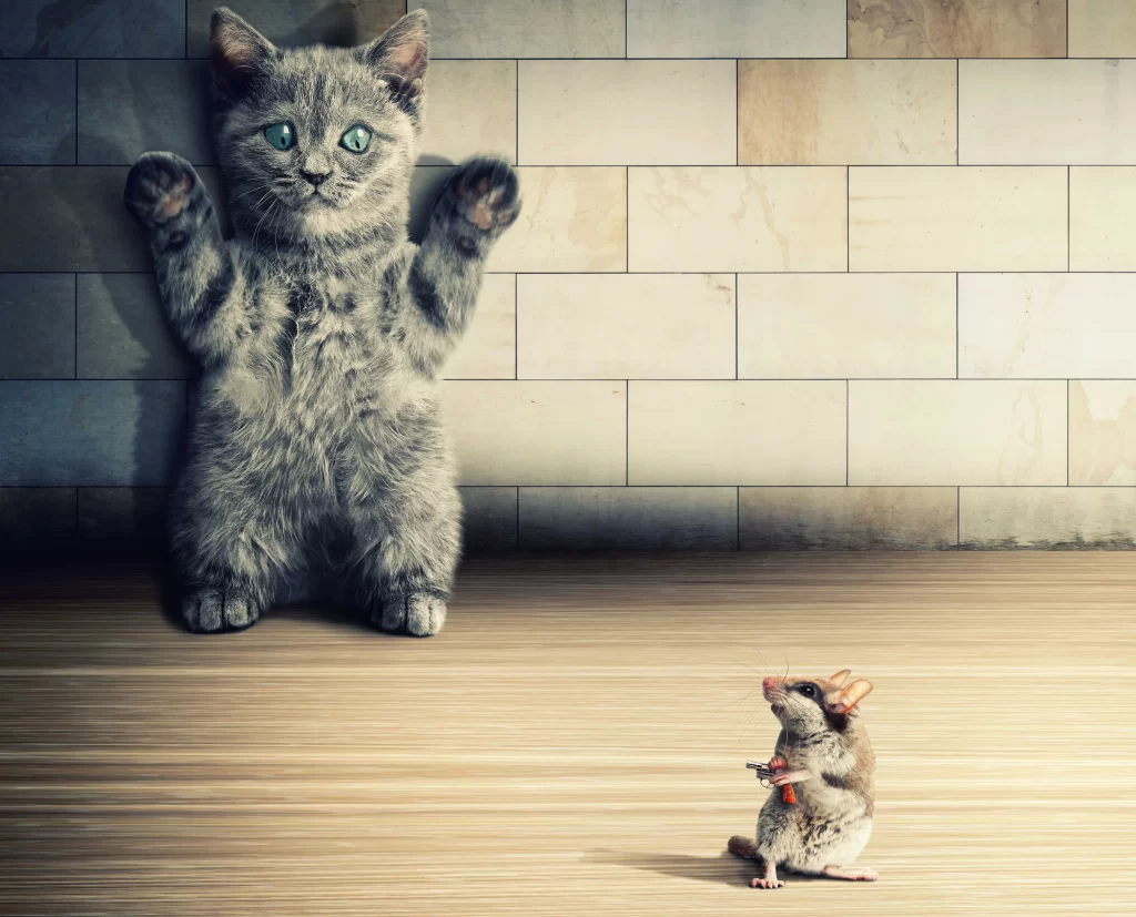 cat mouse kitchen wall floor