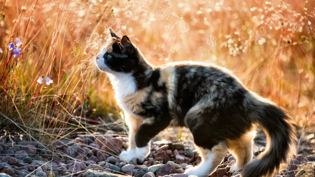Cat Nature Sunlight Field Wildflowers Rocks