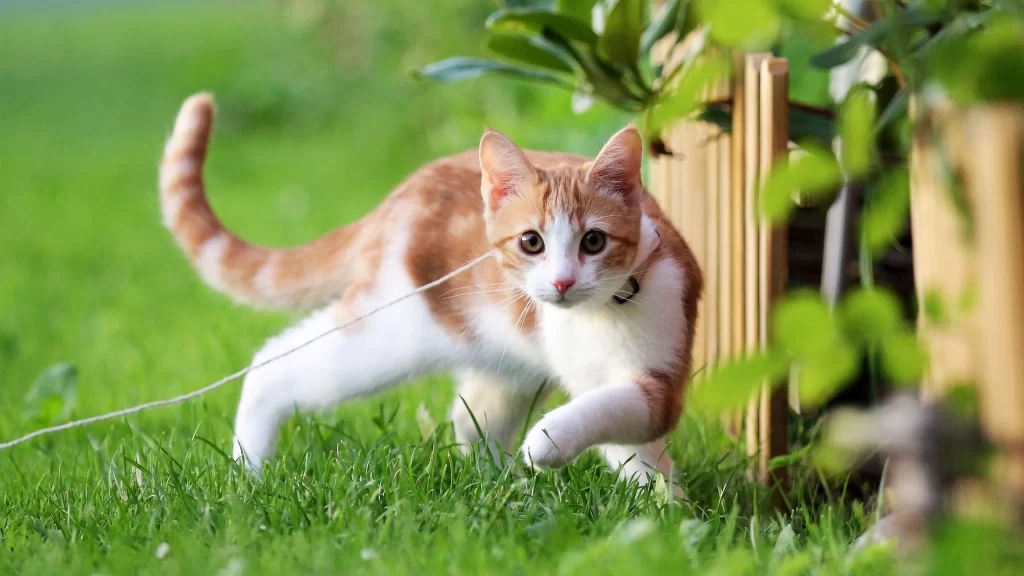 Cat Orange White Grass Garden
