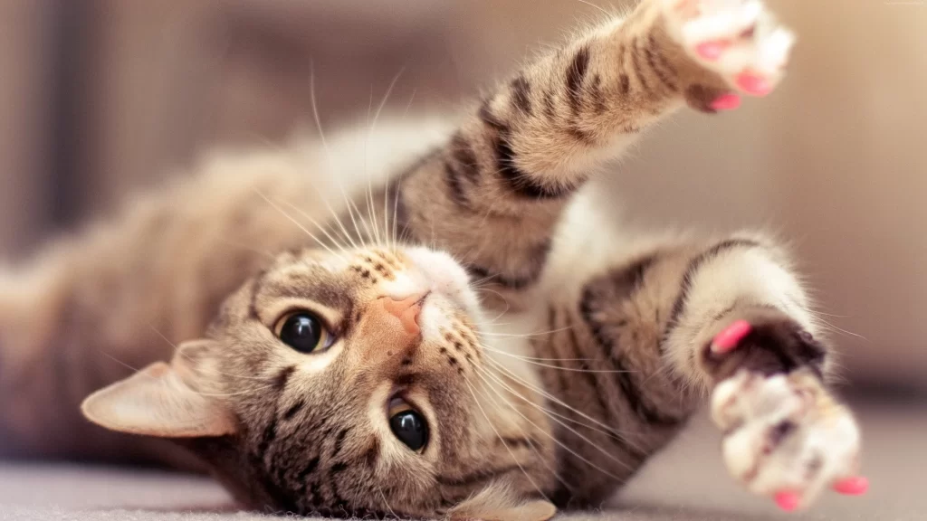 cat playful stretch pink indoor relaxed