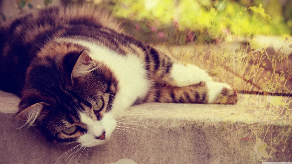 Cat Relaxation Nature Sunlight Flowers