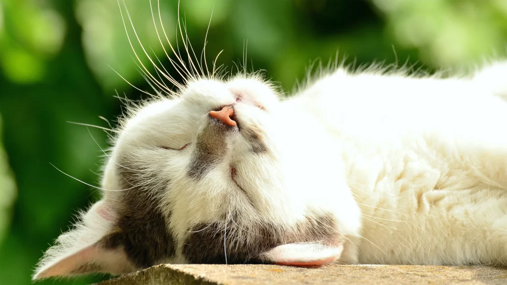 Cat Relaxation Sunlight Greenery Peaceful Sleep