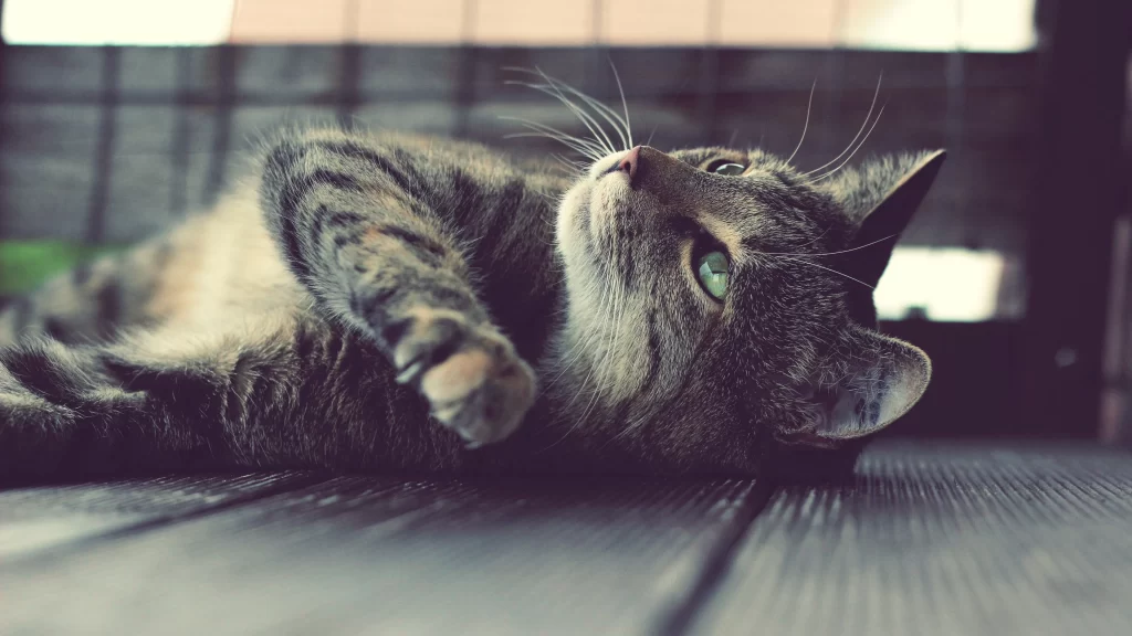 Cat Relaxing Green Eyes Wooden Floor