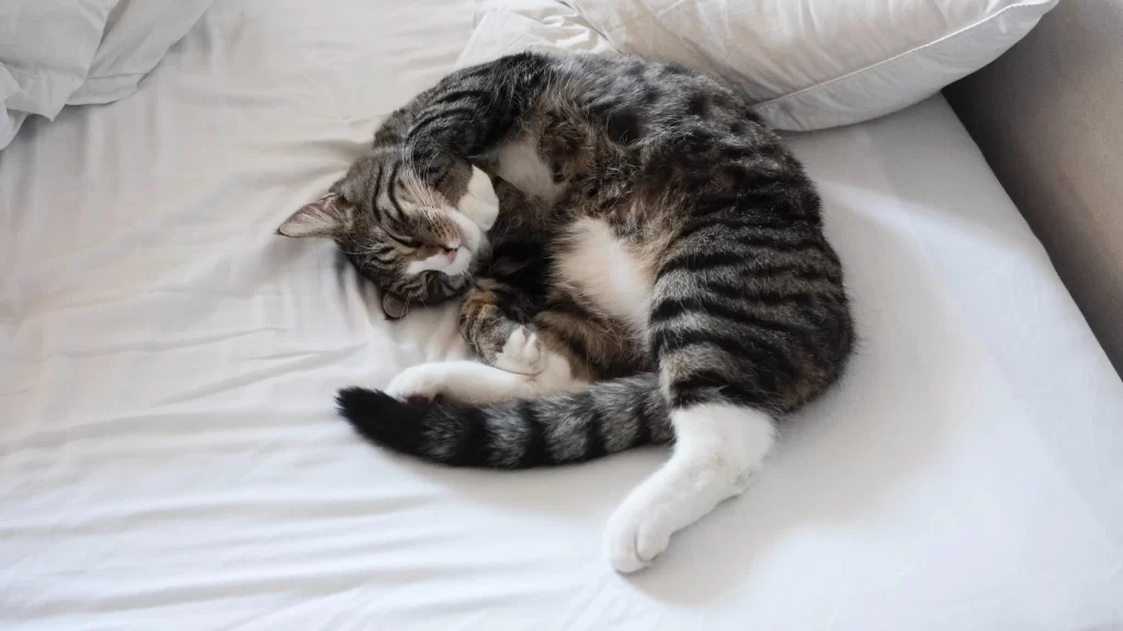 Cat Sleeping White Bed Sheet Pillow