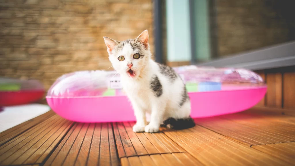 Cat White and Gray Fur Pink Pool Float Wooden Deck Brick Wall