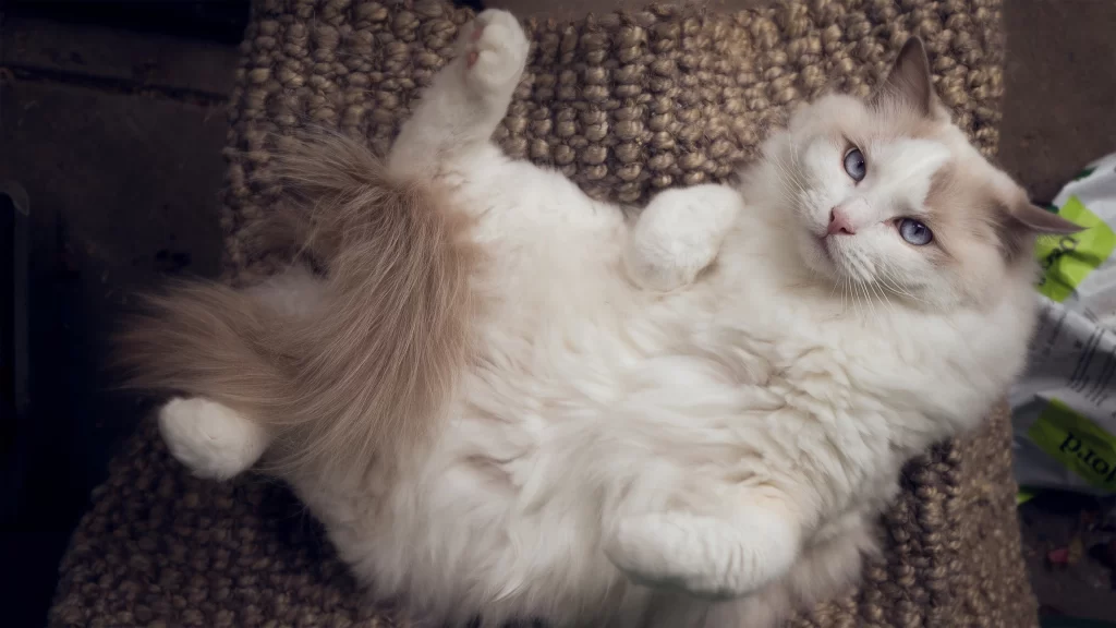 Cat White Fur Blue Eyes Relaxing Cozy
