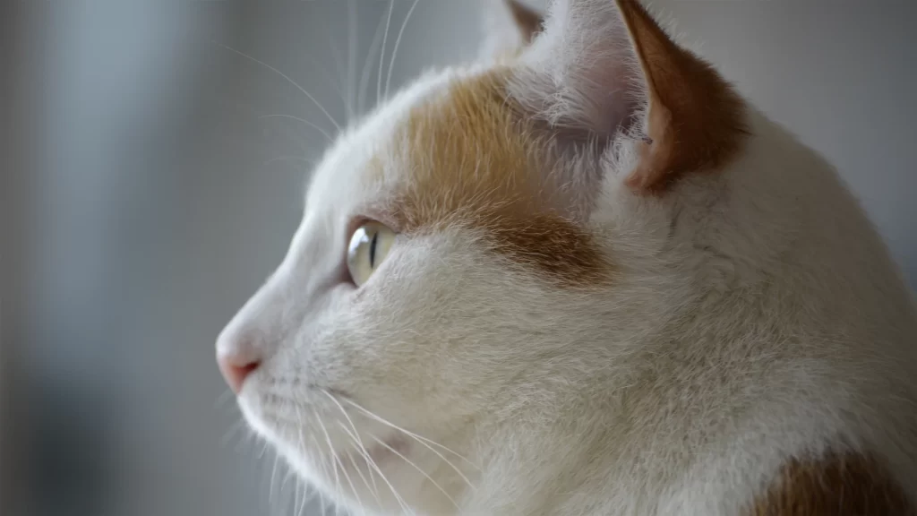 Cat White Fur Orange Ear Whiskers
