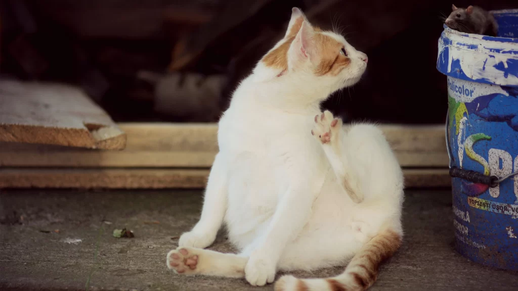 Cat White Fur Scratching Bucket Mouse