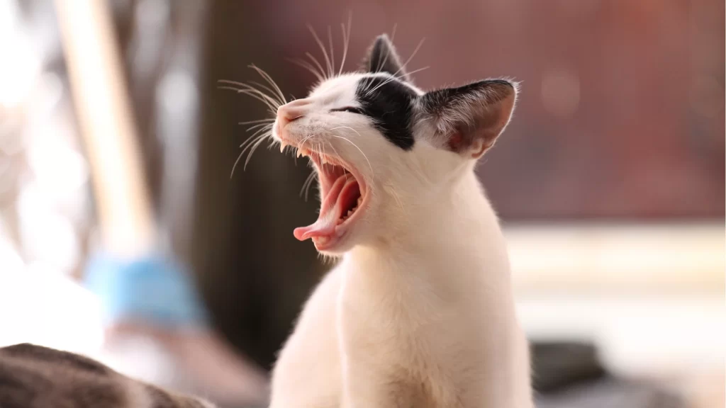 Cat Yawning White Fur Black Ears Sunlight