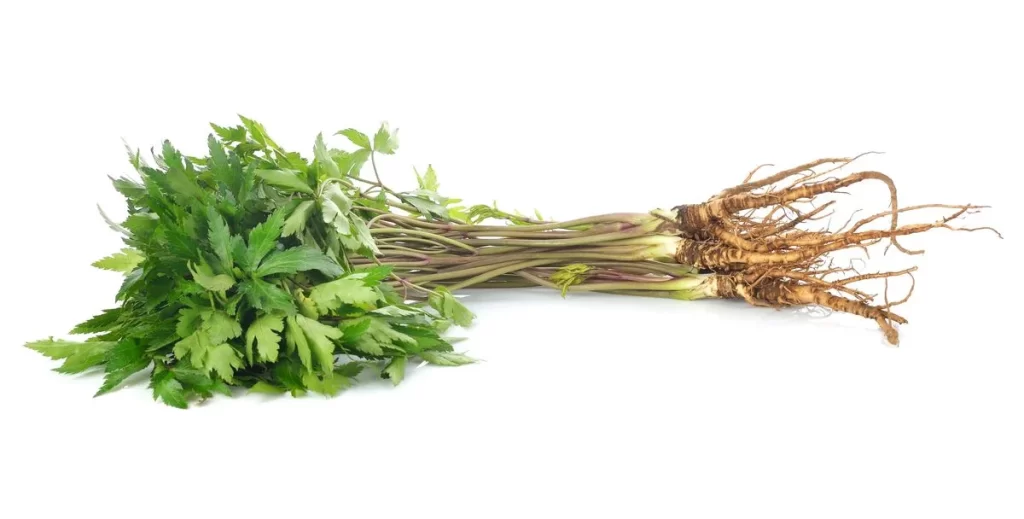 Celery Green Leafy Stalks Rooty