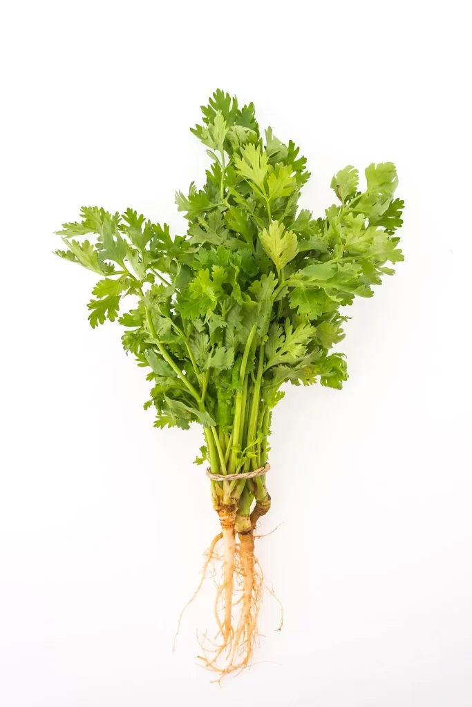 Celery Green Leafy Vegetable Fresh