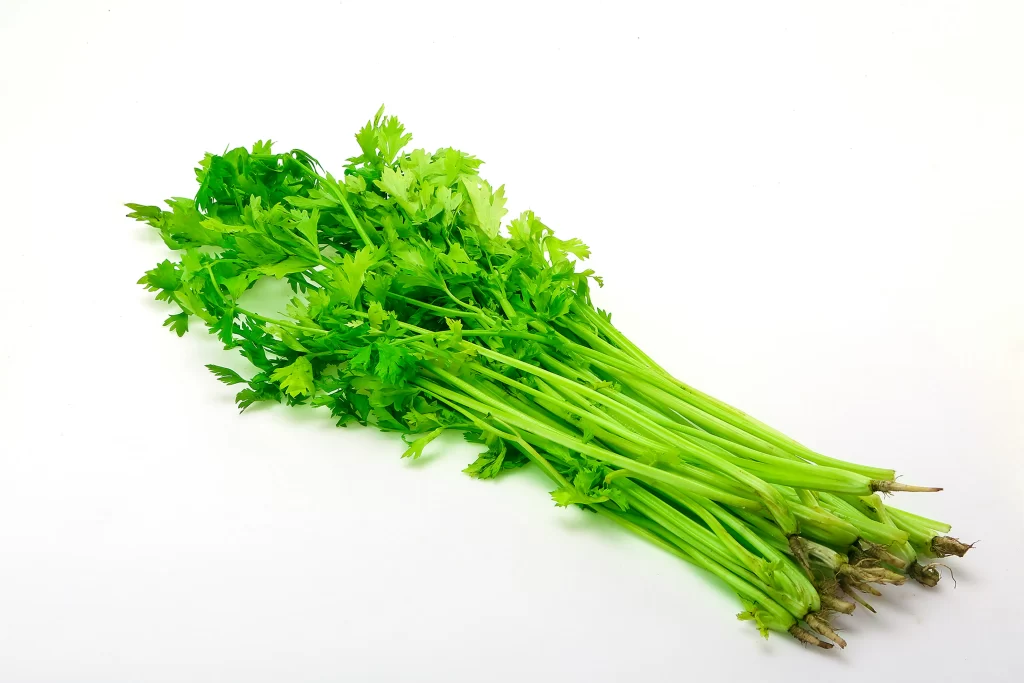 Celery Green Long Stalk Leafy