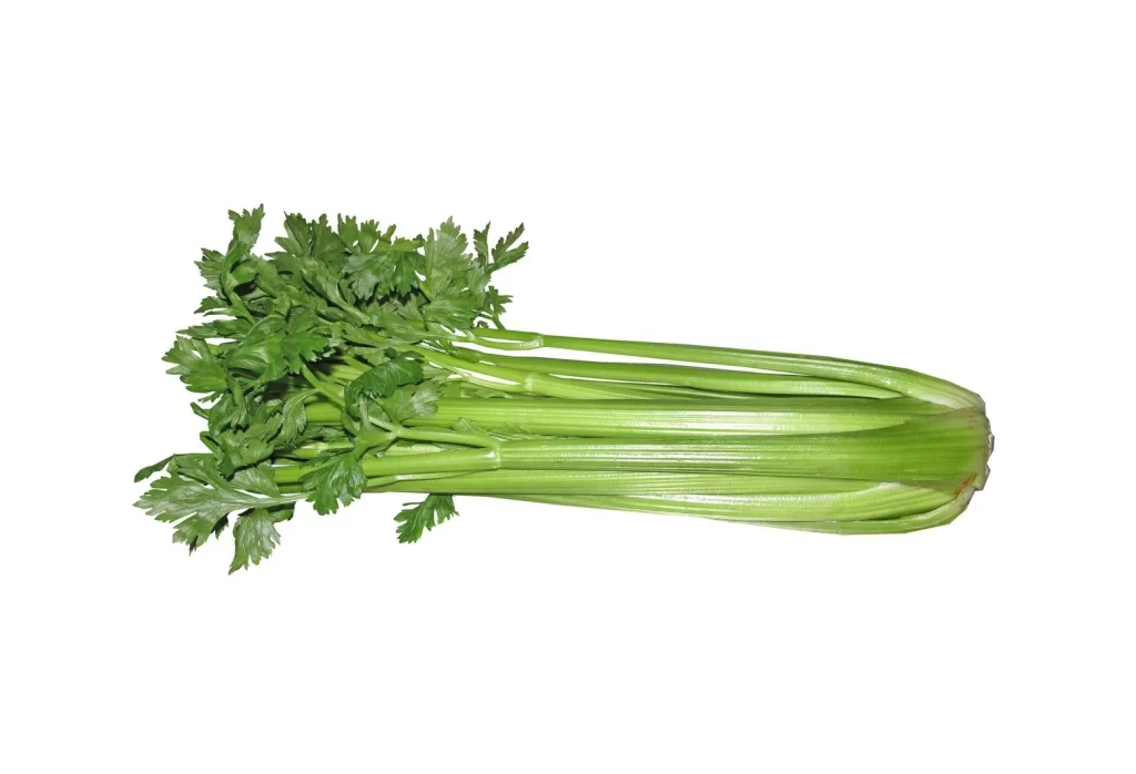 Celery Green Long Stalk Leafy