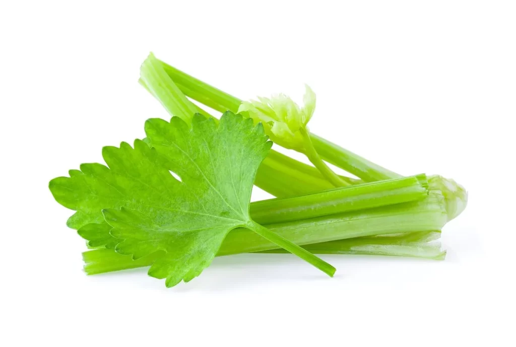 Celery Green Stalk Leafy Fresh