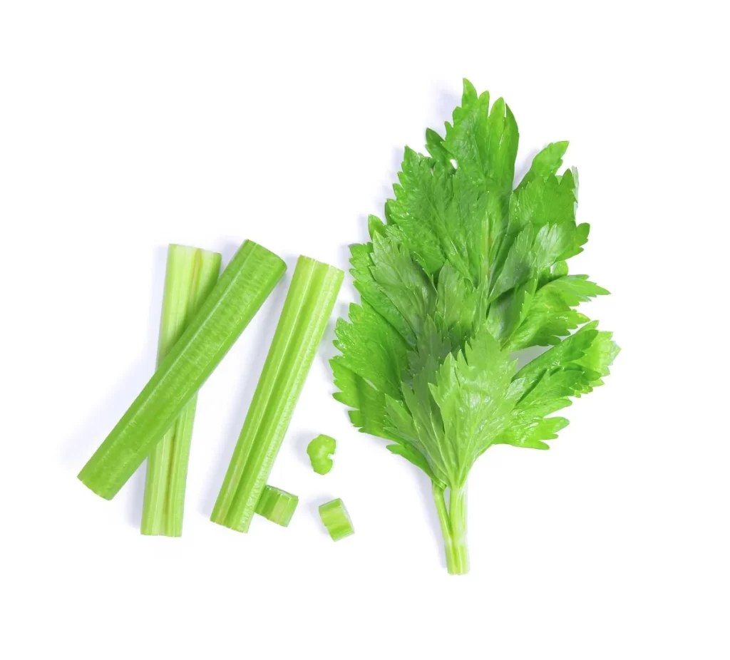 Celery Green Stalk Leafy Fresh