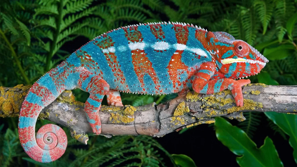 Chameleon Colorful Pattern Branch Greenery Nature