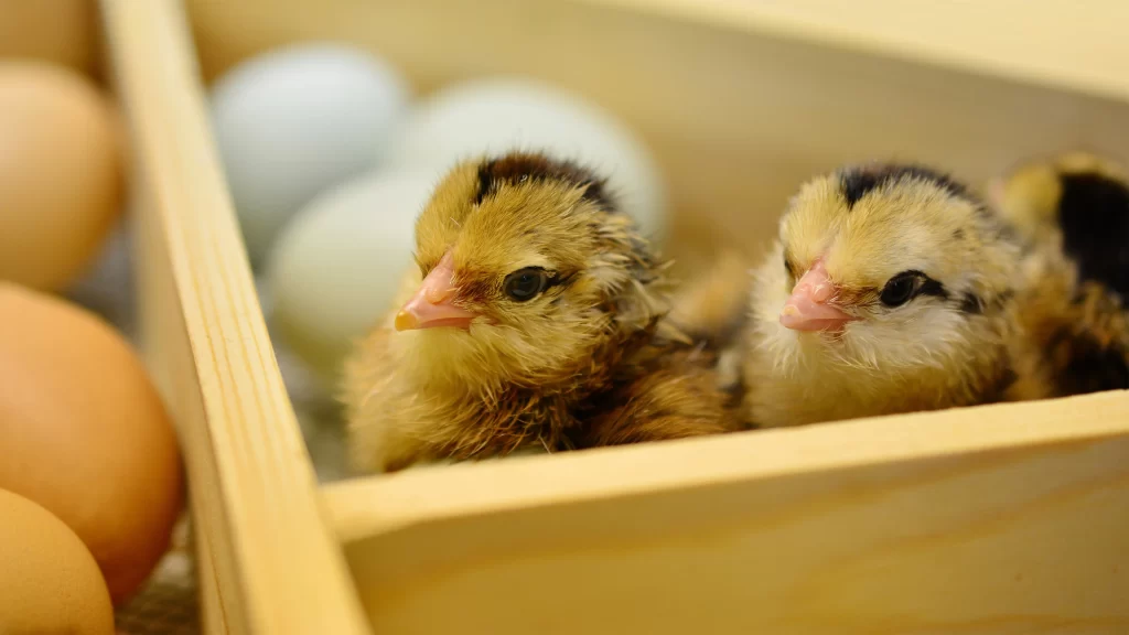 Chicks Eggs Wooden Box Brown Feathers