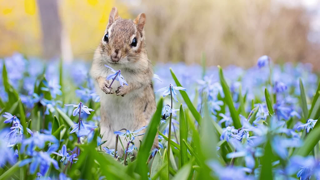 Chipmunk Blue Flowers Green Grass Spring Nature
