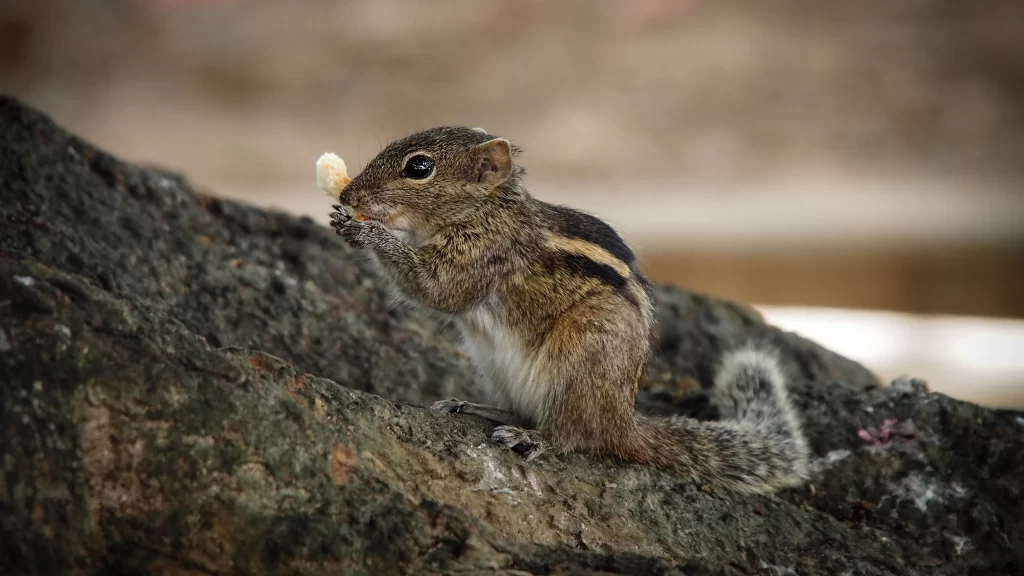 Chipmunk Nature Rock Food Tail