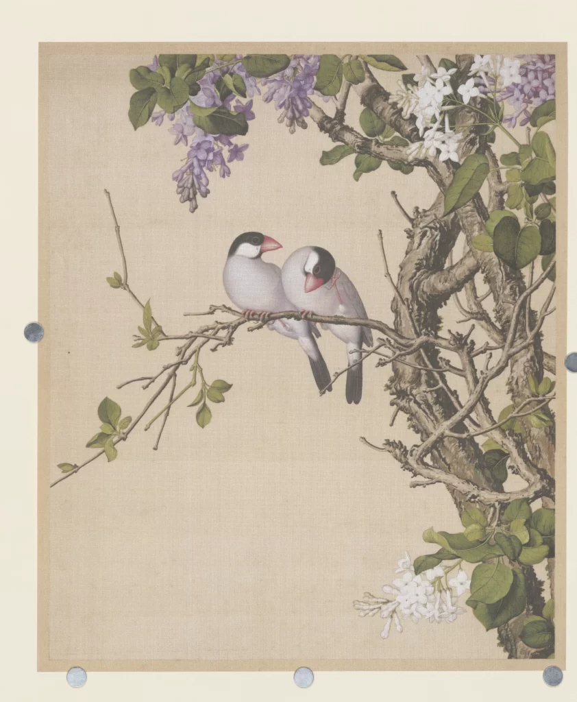 Chrysanthemum Bird Castiglione
