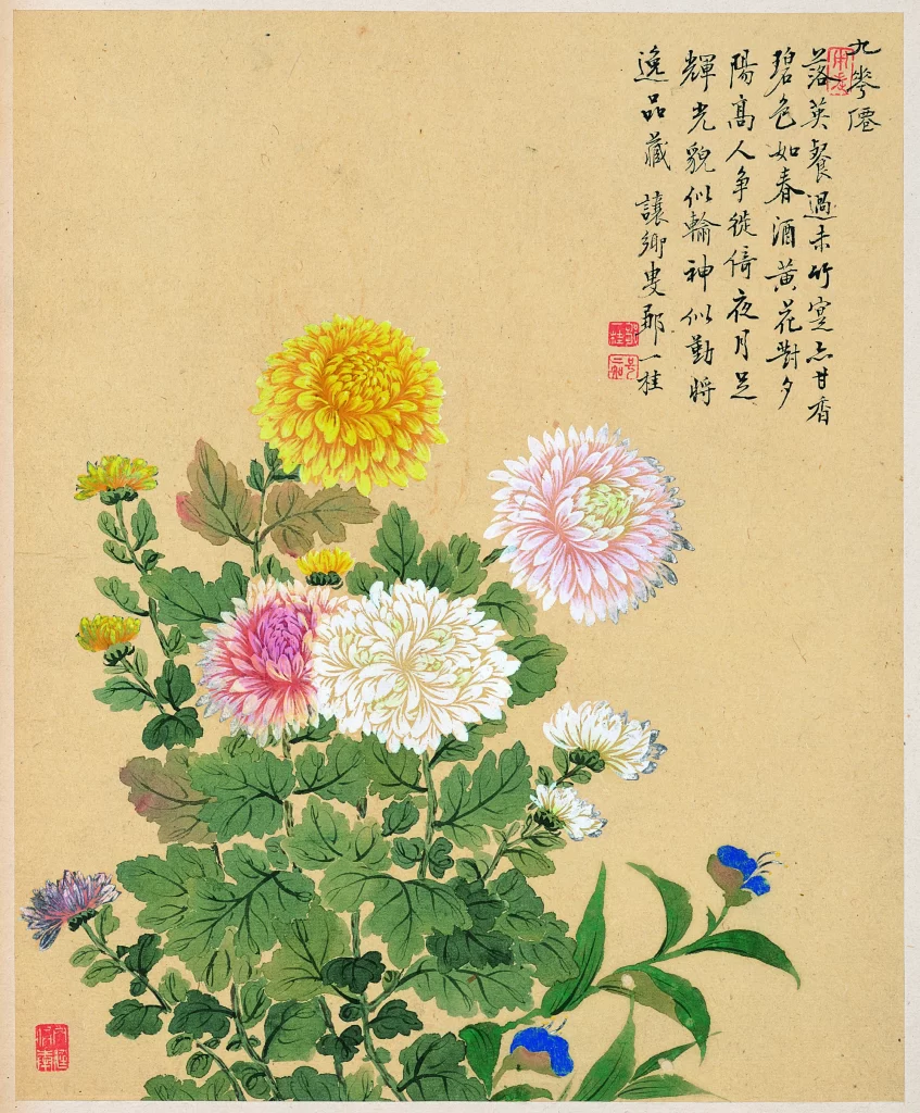 Chrysanthemum Colorful Flowers Traditional Chinese Zou