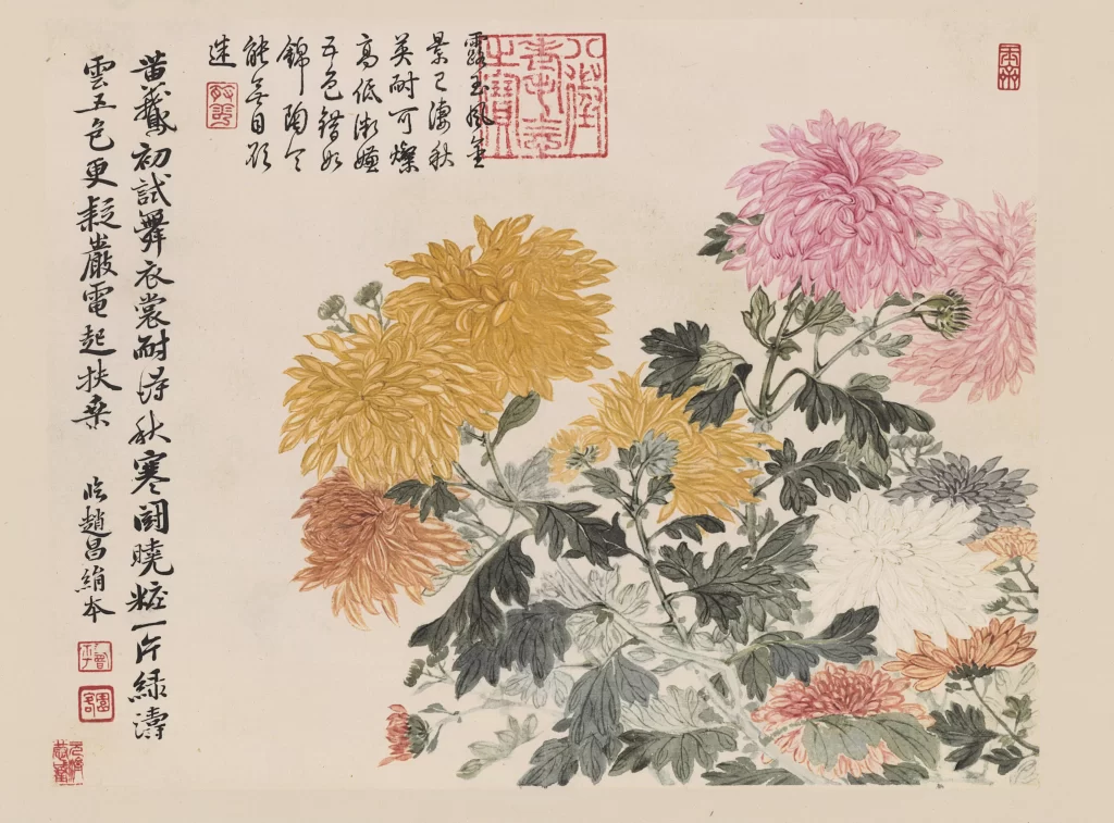Chrysanthemum Multi Color Yun Shouping