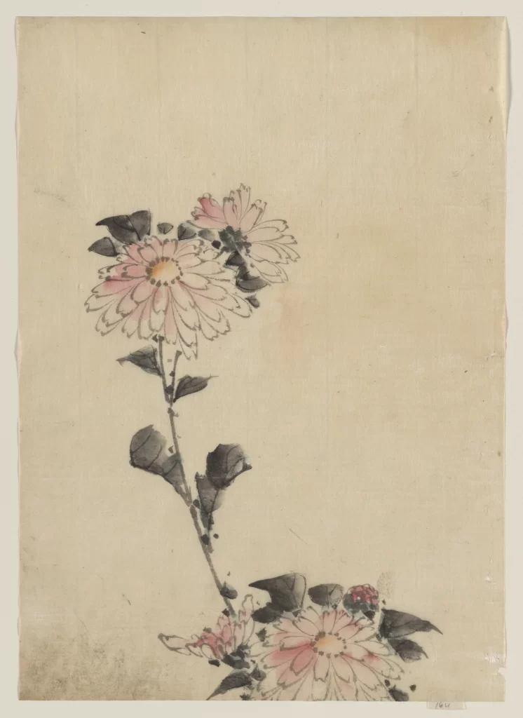 Chrysanthemum Pink White Petals Leaves Stem