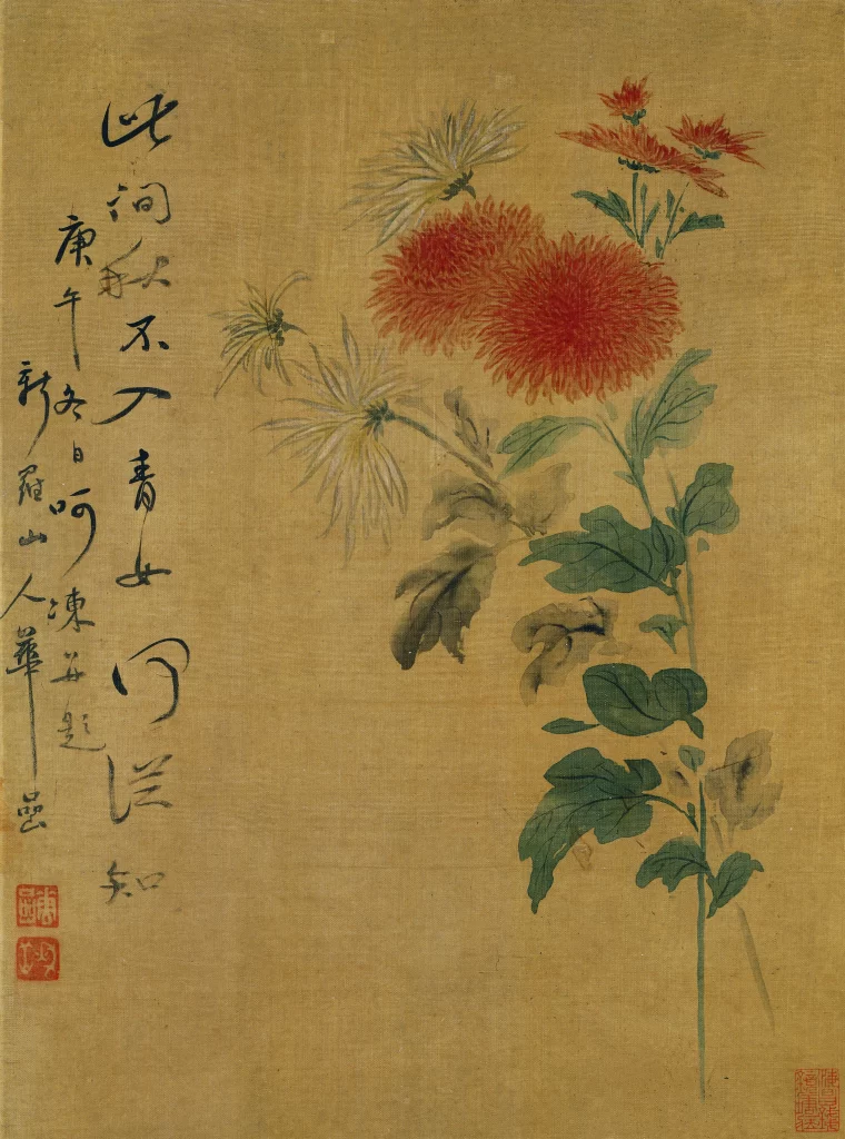 Chrysanthemum Red Pink White Yun Shouping