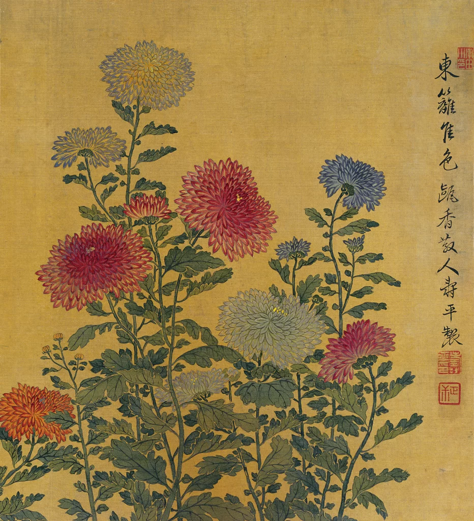 Chrysanthemums Multi Color Yun Shouping