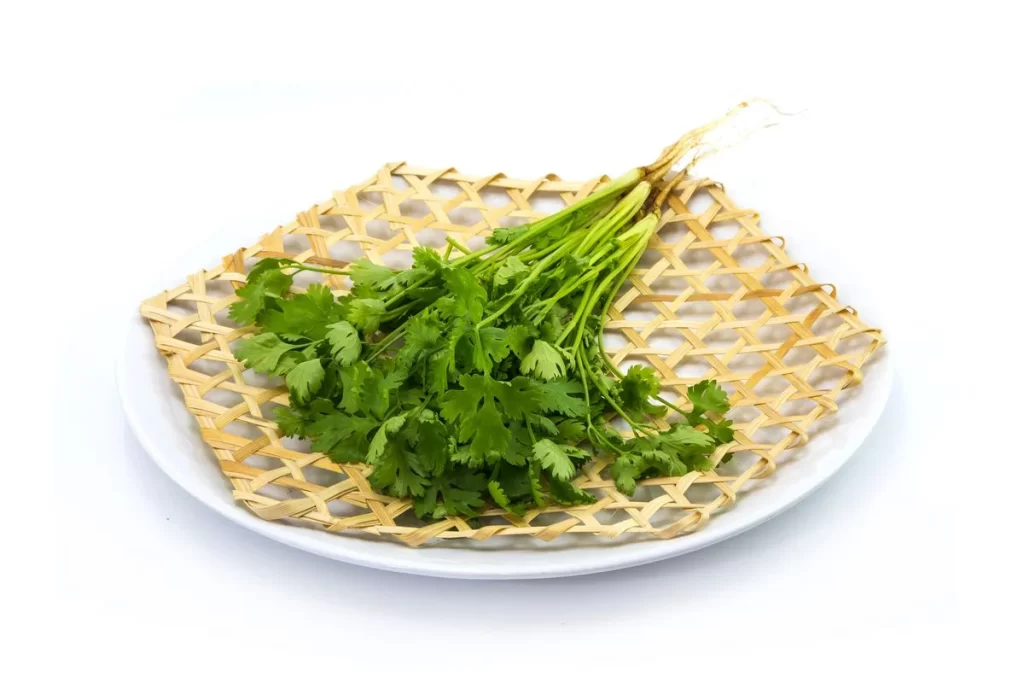 Cilantro Green Leafy Herb Fresh