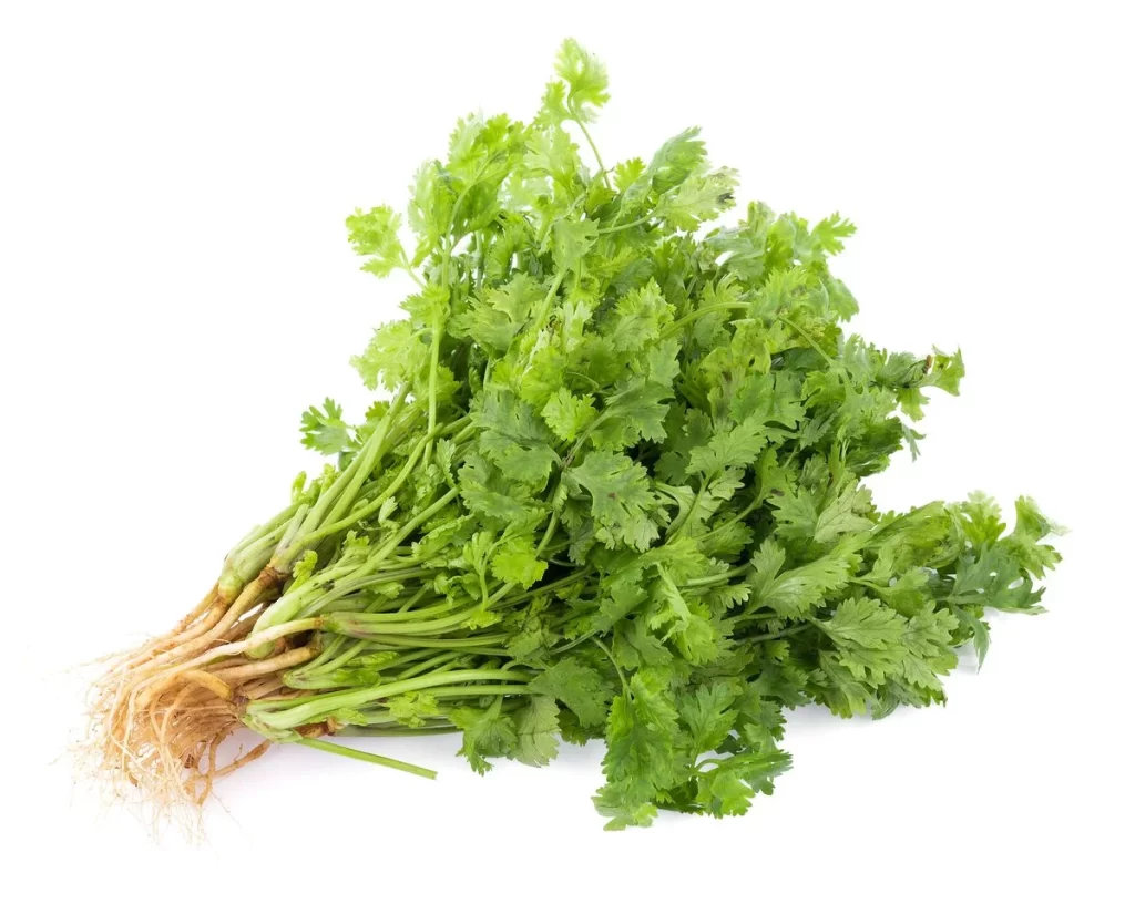 Cilantro Green Leafy Herb Fresh